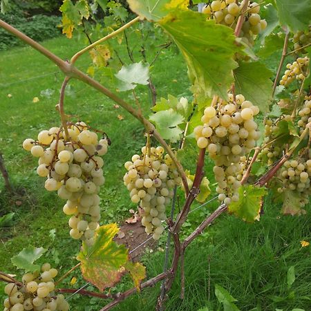 Ferienwohnung Weingut Lahmer August Kretzschau 외부 사진