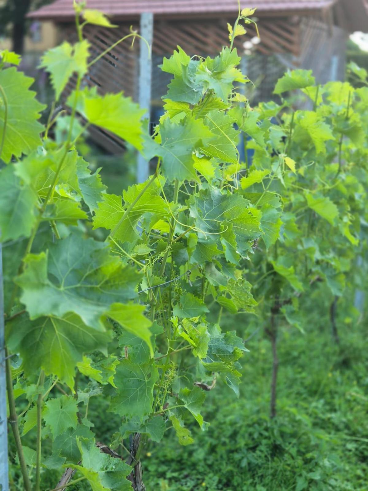 Ferienwohnung Weingut Lahmer August Kretzschau 외부 사진