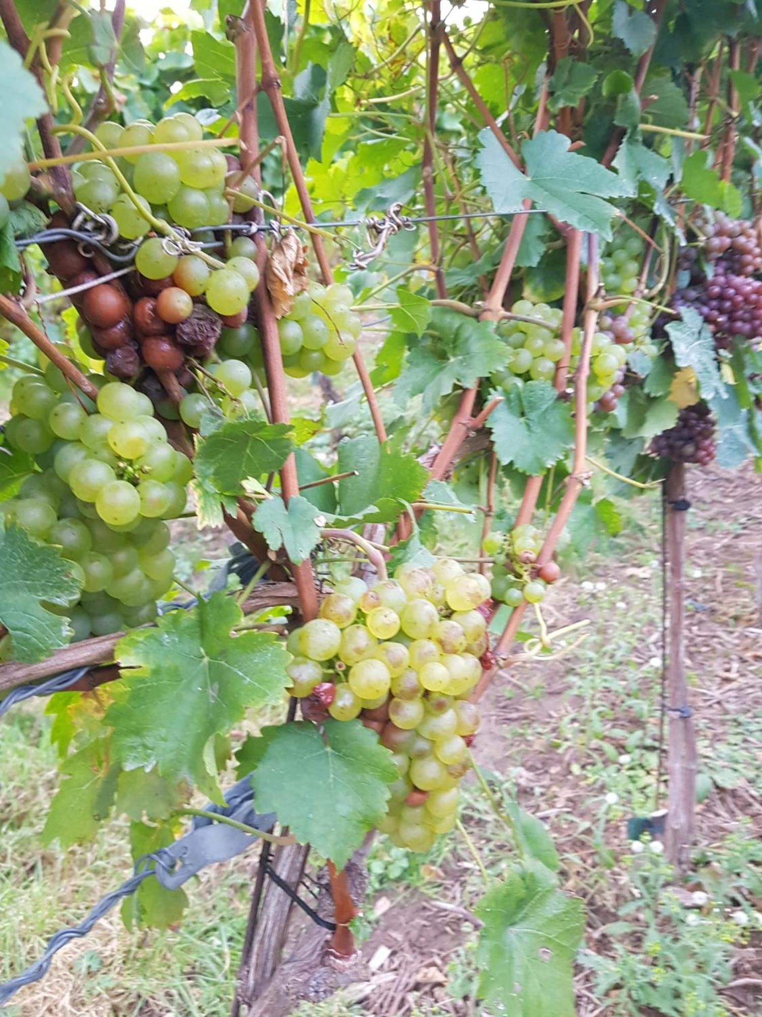 Ferienwohnung Weingut Lahmer August Kretzschau 외부 사진