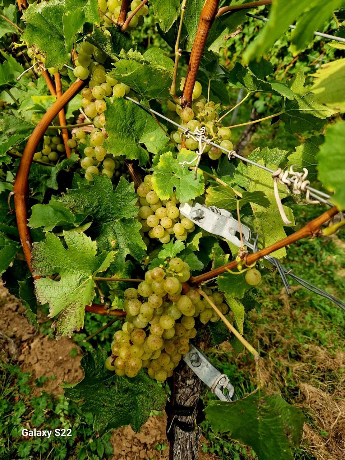 Ferienwohnung Weingut Lahmer August Kretzschau 외부 사진